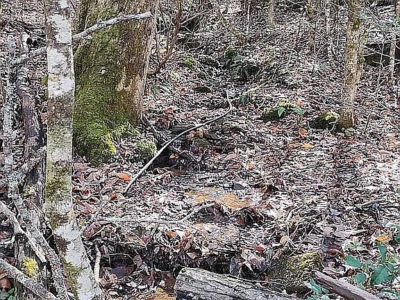 3rd image of 4720 Jones Gap Rd