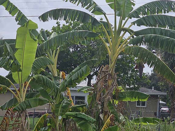 Banana trees