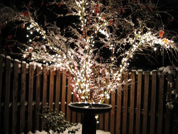 Winter Wonder