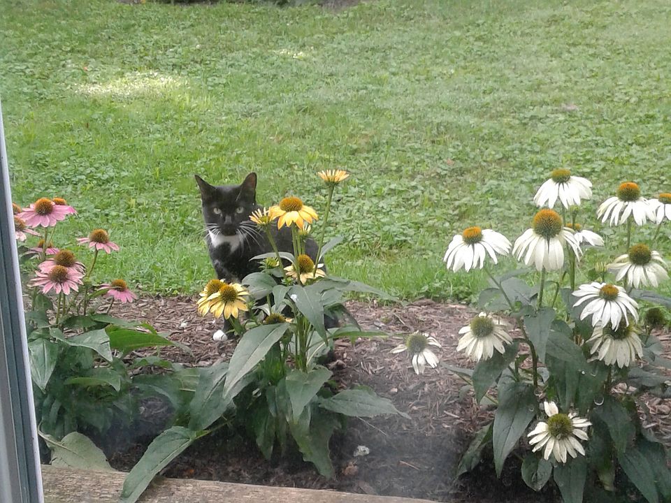 View from kitchen window.