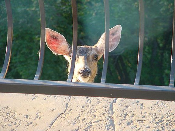 One of the neighbors 