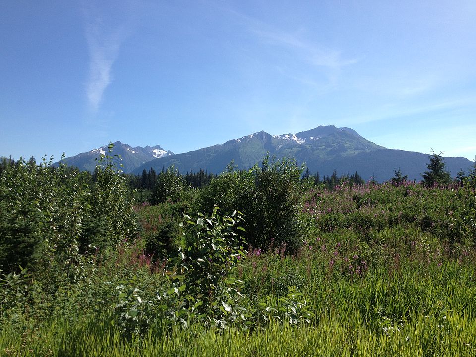 1st image of 26 Mile Haines Highway Eagle Vis