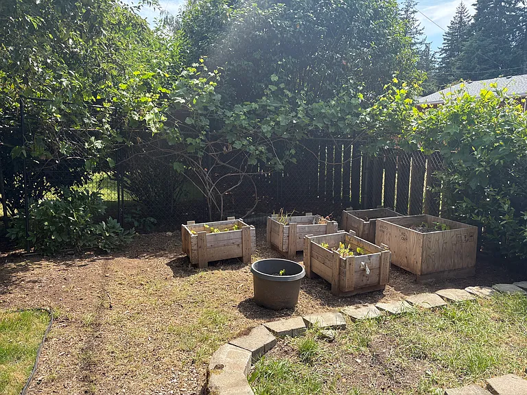 Garden boxes and grapevine