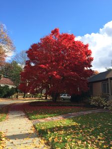 99 Clearwater Rd, Newton, MA, 02462