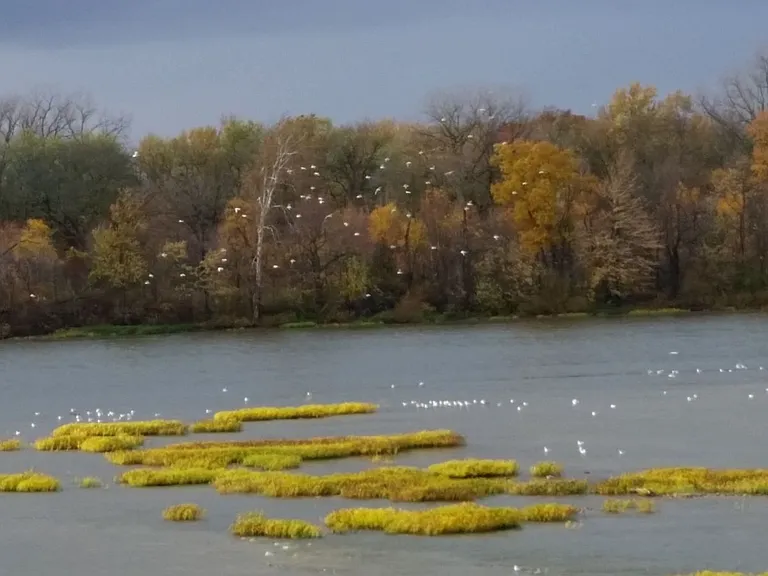 Typical Fall day on the Maumee