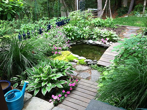 coy pond