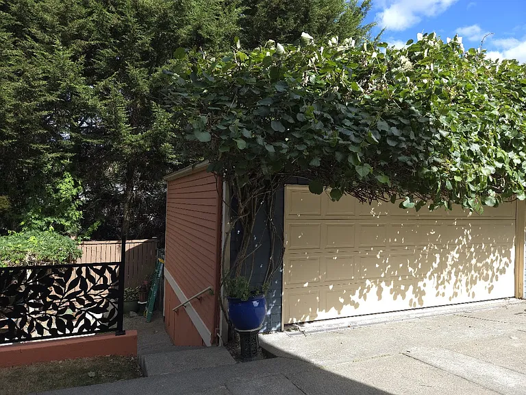 Beautiful Kiwi vine over the garage