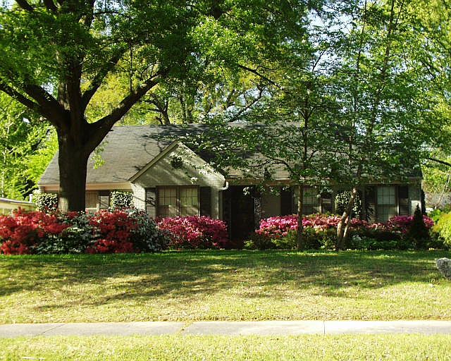 Spring in Full Bloom!