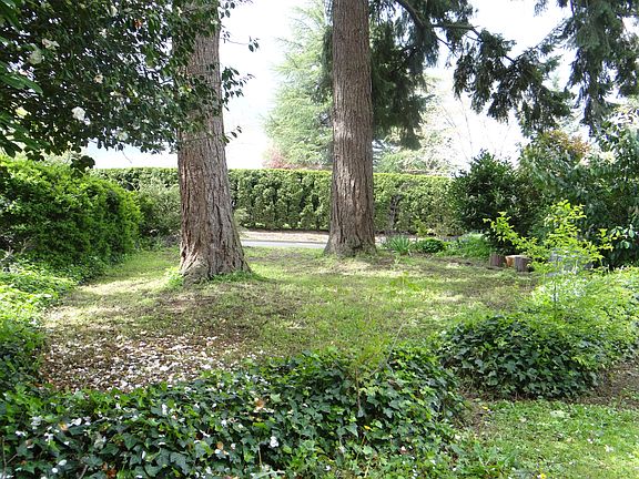 Large Trees, South Yard