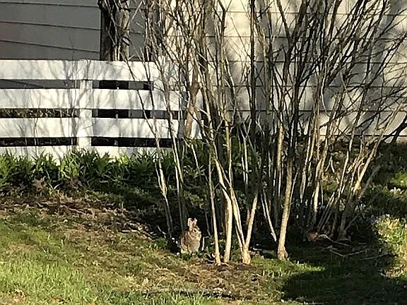 Must love bunnies