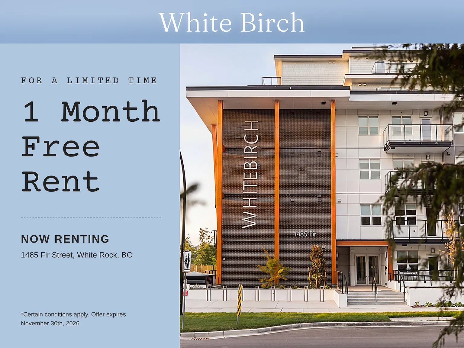 White Birch — Photo 2