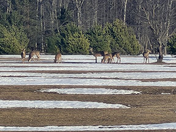 2nd image of Vl 17 9 Mile Rd