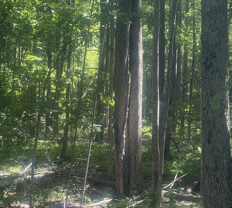 Chambers Rd, photo 14
