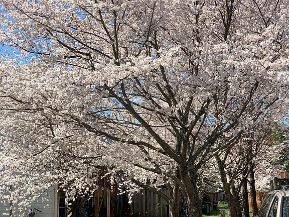 Cherry Blossoms that bloom in the spring!