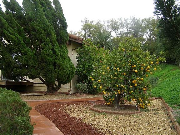 Fruit trees