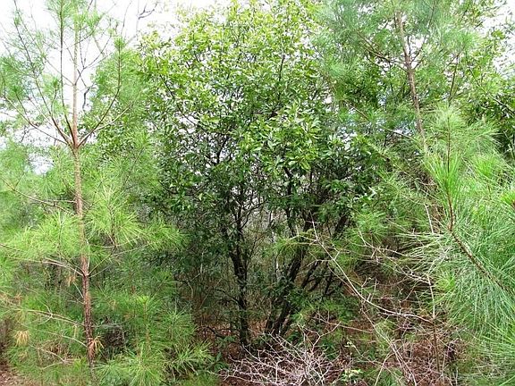 BEAUTIFUL TREES ON THIS BEAUTIFUL LOT IN GATED COMMUNITY, 1 MILE SOUTH OF LAKE CONROE