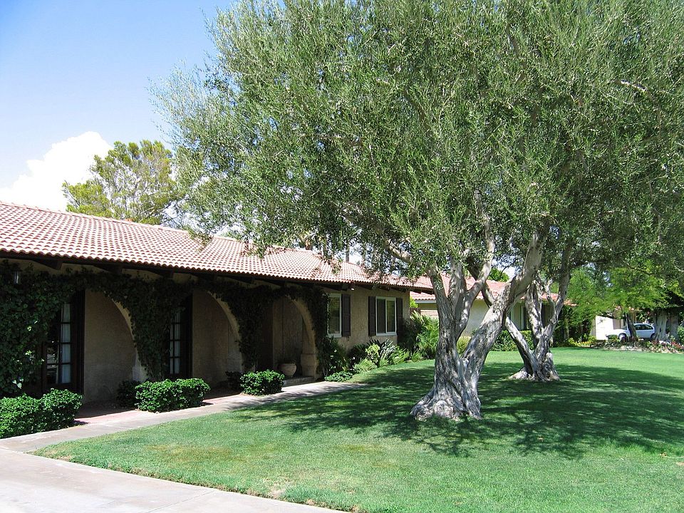 Front Yard with Olive Trees
