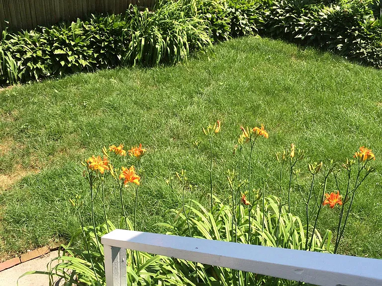 Rear yard