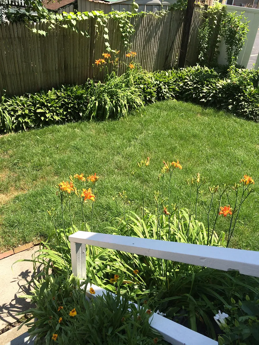 Rear yard - 38 Saint Margaret St