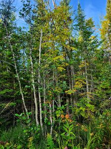 V/l 80ac State Rd, Kalkaska, MI, 49646