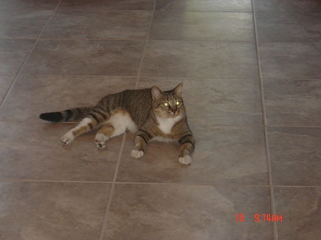 NEW TILE