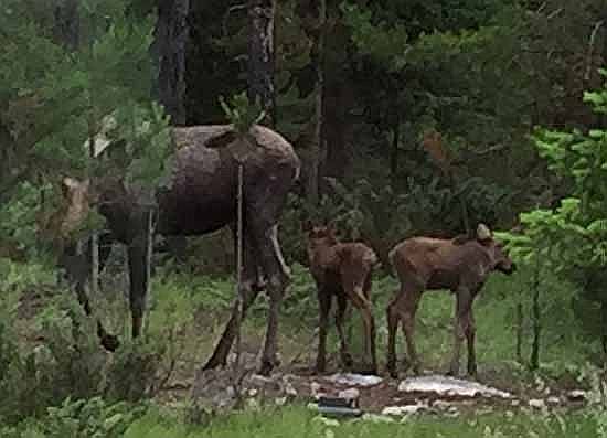 Ma Moose & twins in front yd