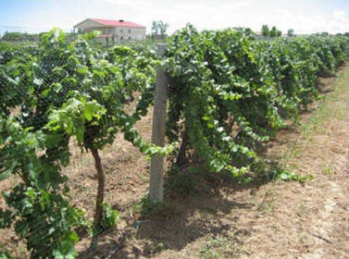 Mature grapevines