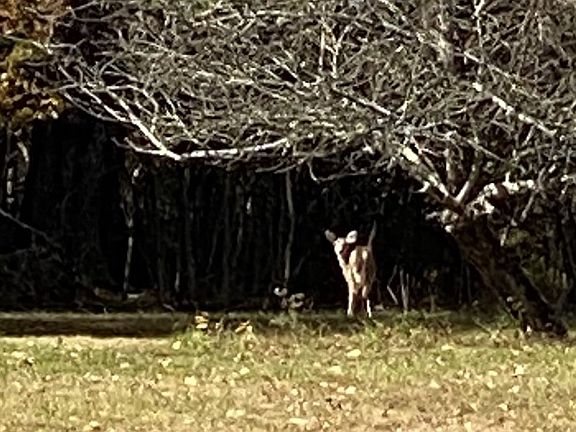 5th image of 1431 Wallaceville Rd