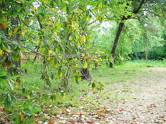  Shaded trees throughout.