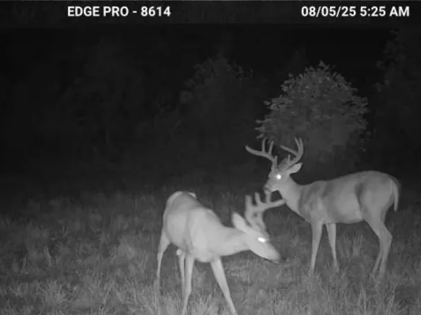 3317 Cow Branch Rd, West Liberty, KY 41472