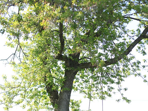 Perfect tree for a swing!