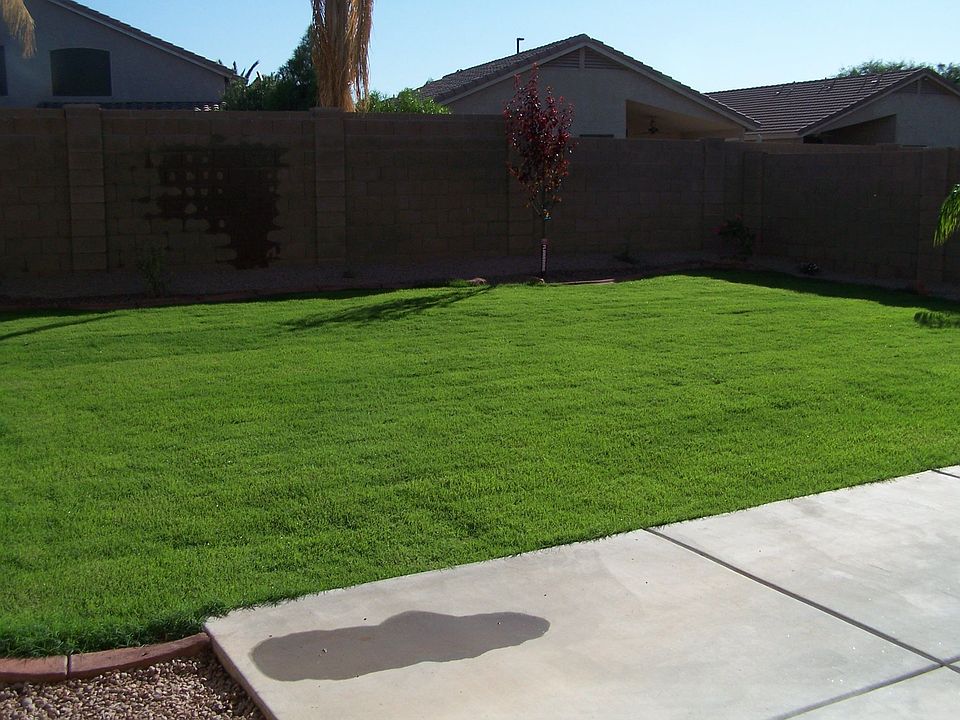 New Back Yard