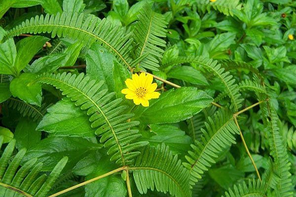 Lovely wildflowers growing on lot 664, Pahoa Road.