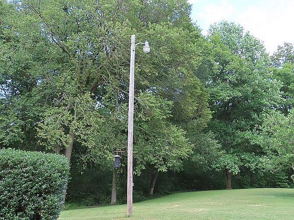 Light Pole (back yard)