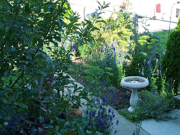Part of Back Yard