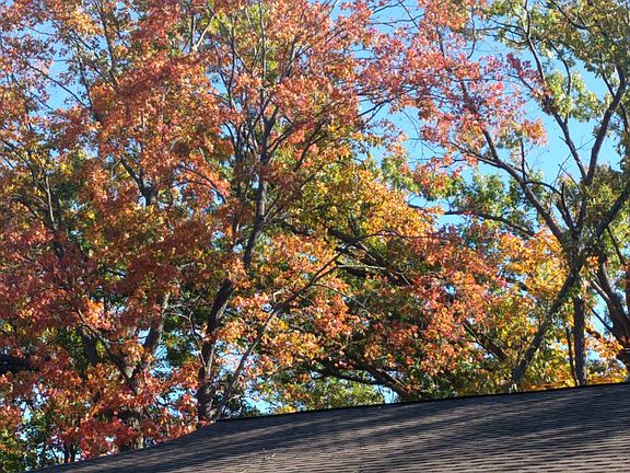 Great trees in both yards