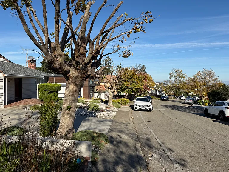 tree lined quiet street