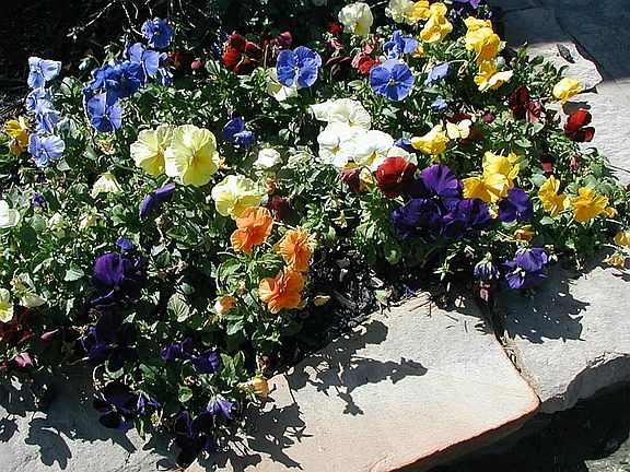 Proud owners have added beautiful touches outside and inside to their lovely home.