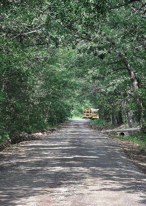 Tree lined paved road 