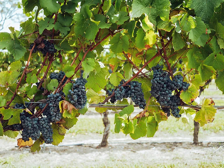 Wine Country Charm in Livermore | The Arbors Apartments