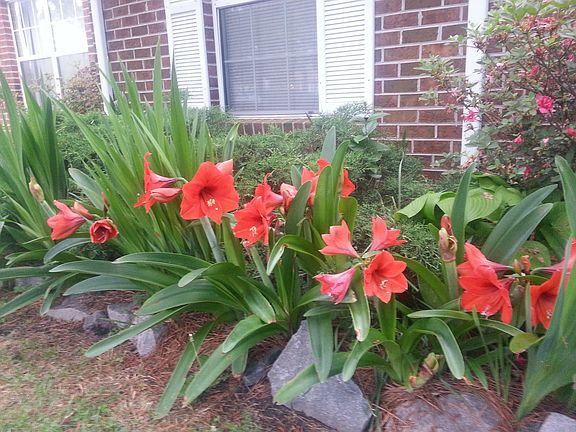 5th image of 19 Holly Hill Cres