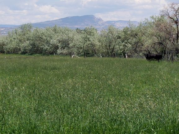 Lush chest high grass