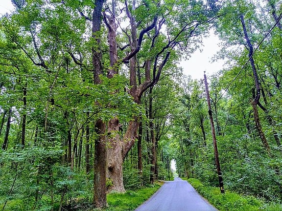 Country rd 1 mile from rt.7