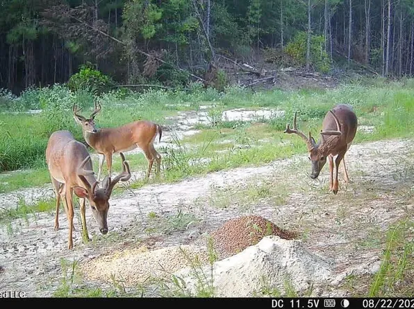NW Ben Briggs Rd, Roxie, MS 39661