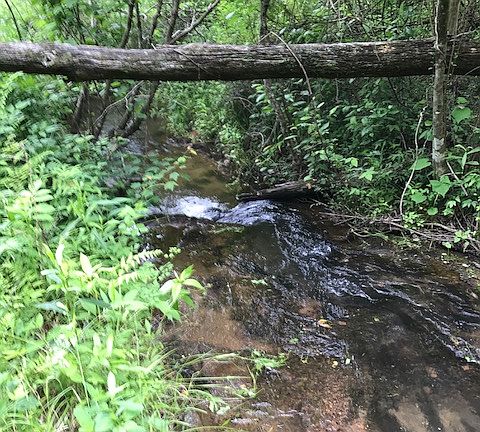 Trout cove creek