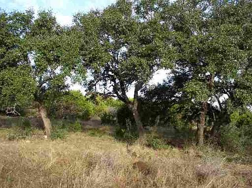 3rd image of 123 White Oak Trl