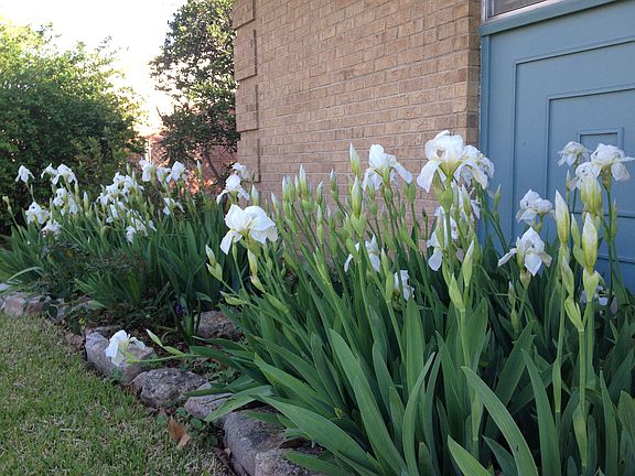 White Irises