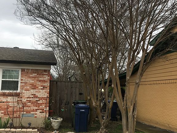large crepe myrtle trees