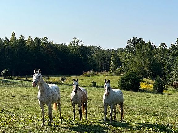 Room for horses to run