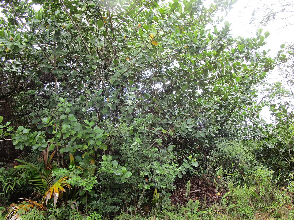 2nd image of Loke Rd Lot 3084